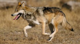 القبض على ذئب أمريكي متوحش سافر من بوسطن إلى مستغانم