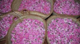 “مرش الزهر”.. سلطان صينية القهوة القسنطينية