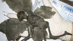 دم الوطواط ومعجون النمل لمعالجة الشعر الزائد وعين الجراد للثعلبة