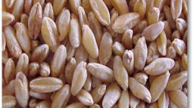 Algeria drops wheat import tax