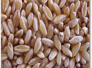 Algeria drops wheat import tax