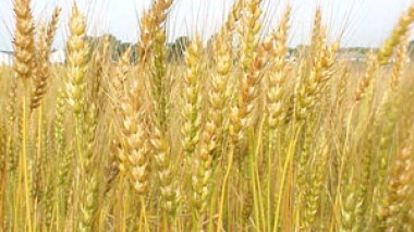 Britain exports 12,000 tonnes wheat to Algeria