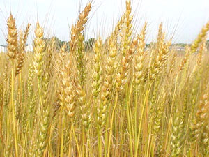 Britain exports 12,000 tonnes wheat to Algeria