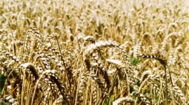 Algeria in danger, says OECD report