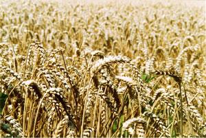 Algeria in danger, says OECD report