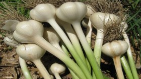 فلاحو ميلة يعتزمون إنزال سعر الثوم إلى 50 دج