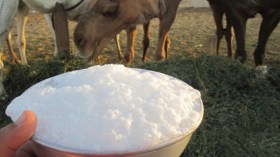 سكان الوادي يستنجدون بحليب الماعز والنوق