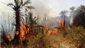 احتراق أكثر من 6 نخلات يوميا في الوادي