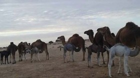 العطش وحوادث المرور يهددان تربية الإبل في الوادي