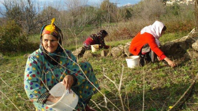 انطلاق مبكر لحملة جمع الزيتون و”التويزة” تجمع العائلات البويرية