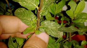 تطوّر مذهل في زراعة النعناع الأخضر بورقلة