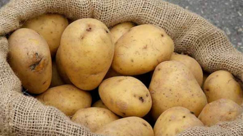 بطاطا فاسدة تسوّق بـ 60 دينارا في تيزي وزو