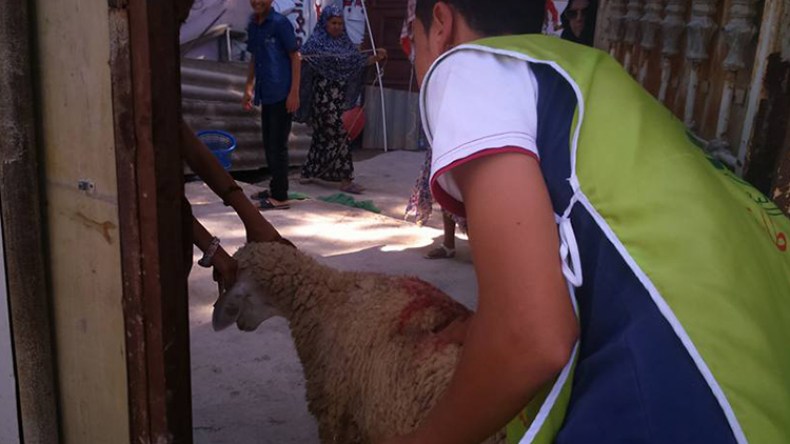 53 أرملة تستفيد من الأضحية وتعيش فرحة العيد