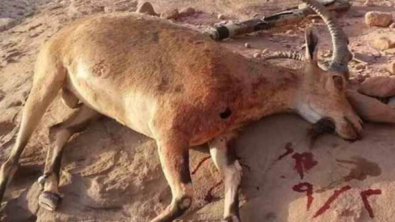 تنام كبير للصيد العشوائي للحيوانات النادرة بتمنراست