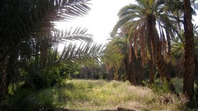 تصاعد مياه النز يهدد ثروة النخيل بالحجيرة في ورقلة