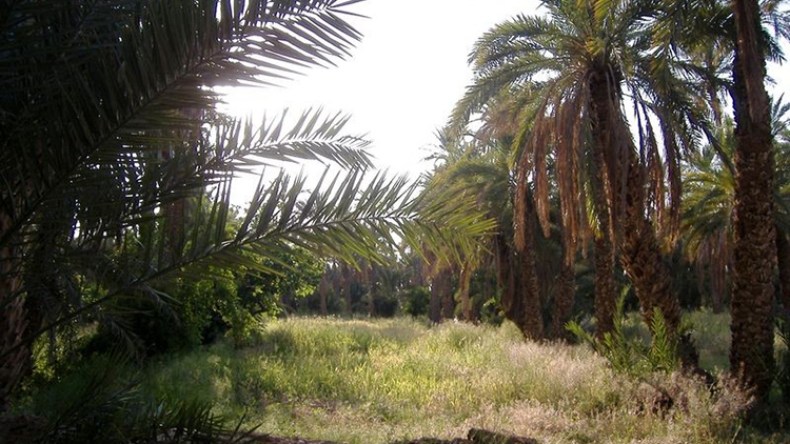 تصاعد مياه النز يهدد ثروة النخيل بالحجيرة في ورقلة