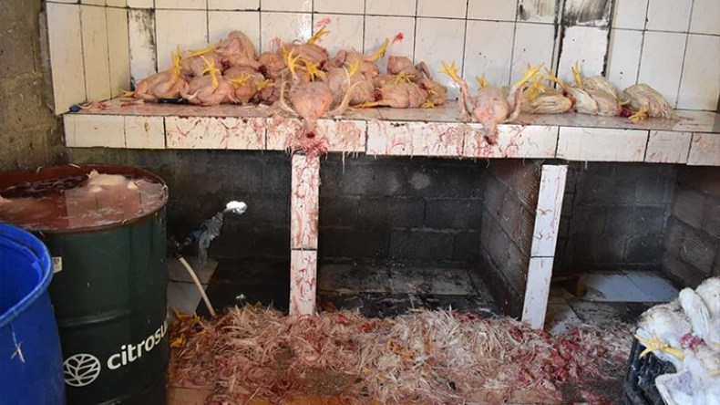 260 قنطارا من الدجاج الفاسد بمؤسسة مذابح سكيكدة و20 بعنابة