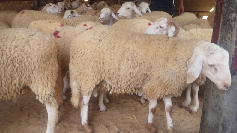 السطو على قرابة 30 رأسا من الغنم في عين الحجل