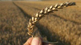 الجزائر تنتج 70 % من احتياجاتها الغذائية