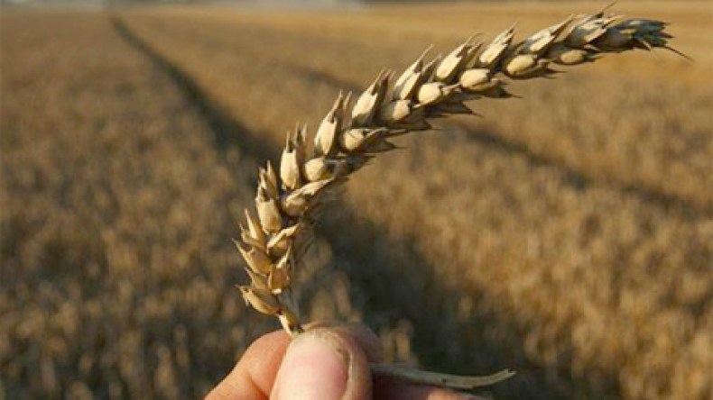 الجزائر تنتج 70 % من احتياجاتها الغذائية