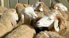 تفكيك عصابة دولية تسرق المواشي وتحولها إلى إيطاليا