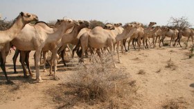 وفاة راع عطشا بتمنراست