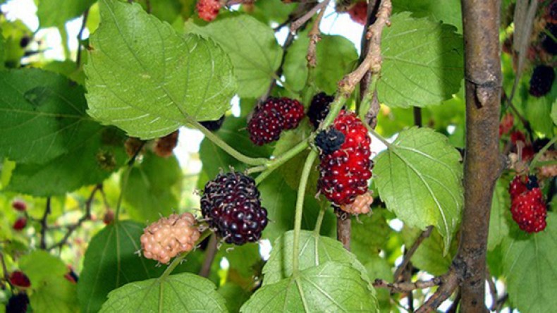 التوت يدخل ثمانية أطفال المستشفى ببجاية