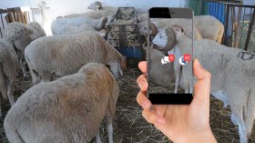 إشادة بمبادرات إسعاد المحتاجين بخرفان العيد وتحذير من الرياء