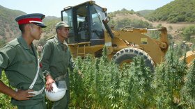 المغرب يعفو عن 45 ألف مزارع للحشيش