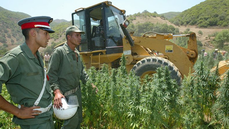 المغرب يعفو عن 45 ألف مزارع للحشيش