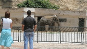 Un éléphant enlève une fille et jette un citoyen dans un lac de crocodiles