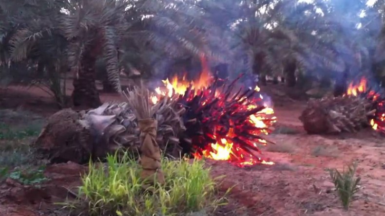 النيران تلتهم 165 نخلة في ظرف أسبوع بورقلة