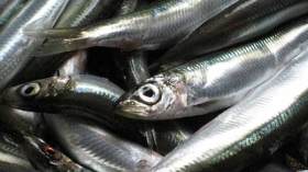 انهيار تاريخي لأسعار السردين والكلغ بـ100 دج