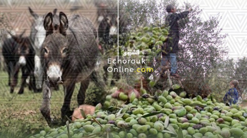 ارتفاع أسعار كراء الأحمرة لنقل الزيتون بالمسالك الجبلية بالبويرة