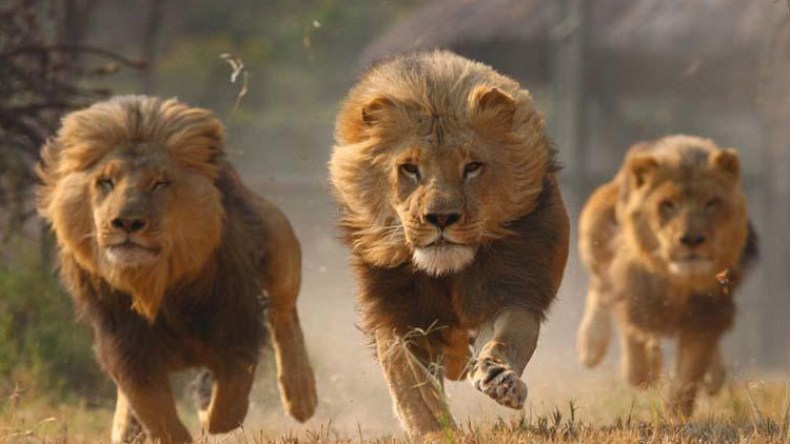 حتى لا تنقرض أسود الأمّة!