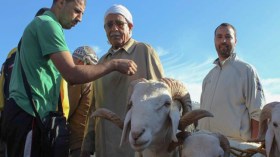 مواطنون في رحلة بحث افتراضية على معايير لشراء أضحية سليمة