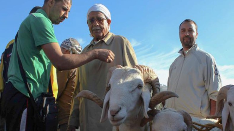 مواطنون في رحلة بحث افتراضية على معايير لشراء أضحية سليمة