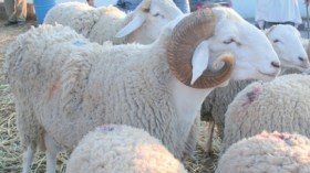 المواطنون يجتاحون الولايات السهبية لإقتناء الأضحية