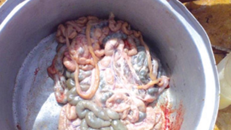 حجز أمعاء خراف فاسدة بالمدية