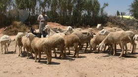 “أمين” جمع بين المراجعة ورعي الأغنام وافتك البكالوريا