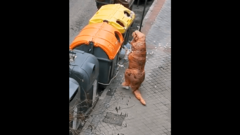 شاهد.. هكذا تحايل إسباني على حظر التجول