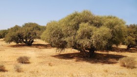 نحو بعث غرس شجرة الأرقان بولاية أدرار