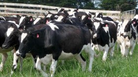 عصابة مجهولة تستولي على 10 رؤوس بقر بالبويرة