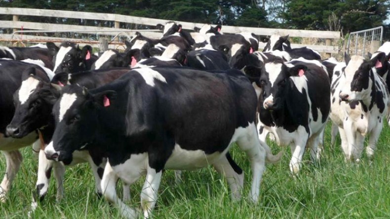 عصابة مجهولة تستولي على 10 رؤوس بقر بالبويرة