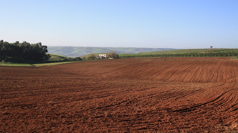 تجريد 60 مستثمرا وهميا من الأراضي الفلاحية بالمسيلة