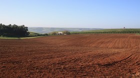 انتاج الحبوب والذرة والشمندر السكري.. وزارة الفلاحة تعلن عن تسهيلات لفائدة المستثمرين