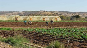 إنهاء مهام رئيس القسم الفرعي للفلاحة لمعسكر