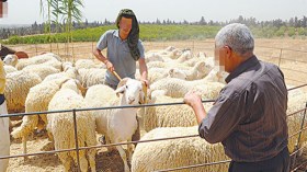 سماسرة يغزون الولايات السهبية للمضاربة في الأضاحي