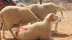 شراء الأضاحي من نقاط البيع النظامية لتفادي الشك