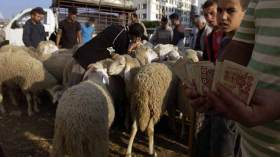 100 موقع محدد لبيع الأضاحي عبر بلديات العاصمة